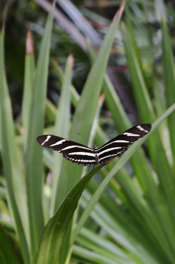 Zebra Butterfly Photograph by Warren Thompson
