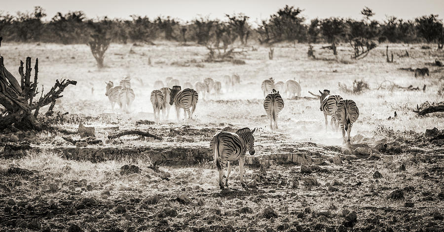 Zebra Butts - Etosha National Park - Namibia Photograph by Duane Miller
