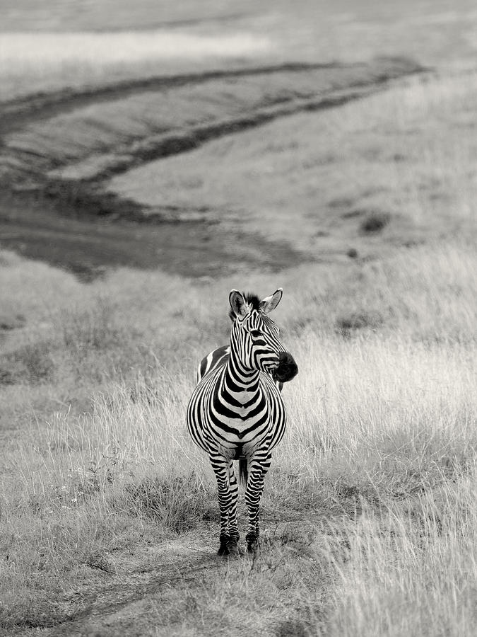 Toms zebra sales