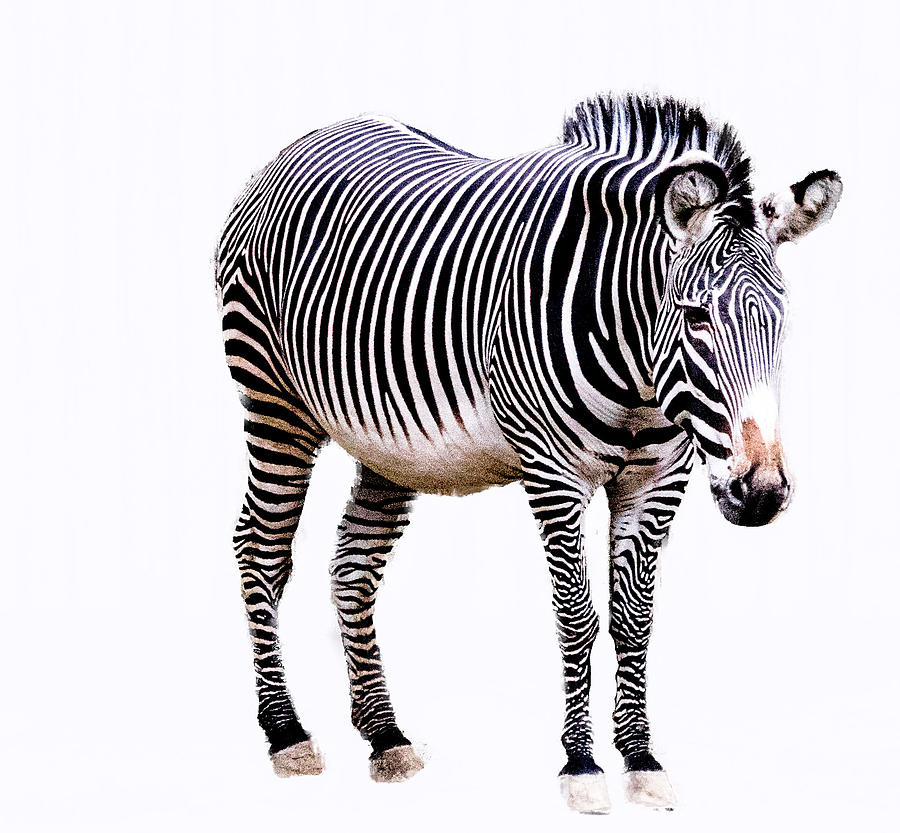 Zebra Photograph by Cathy Donohoue