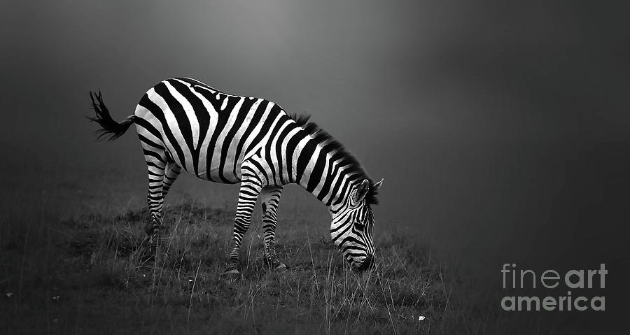Zebra Photograph by Charuhas Images