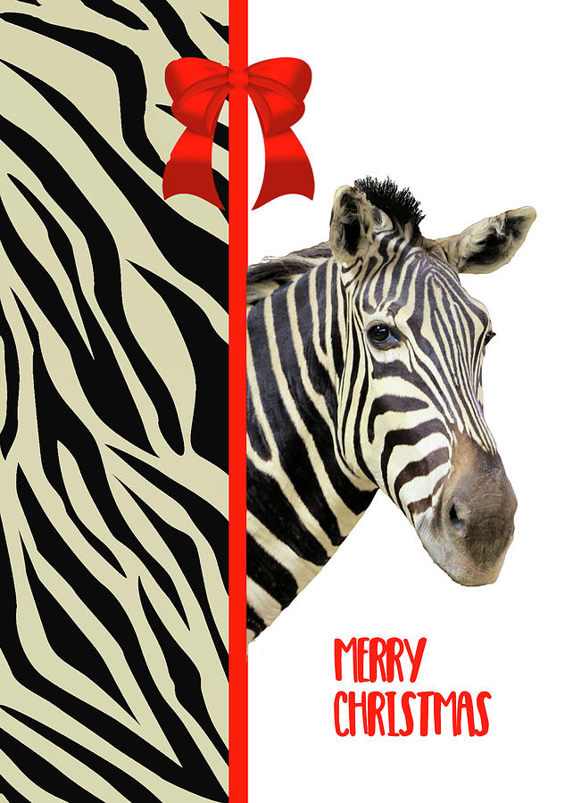 Zebra Christmas Card Mixed Media by Rosalie Scanlon
