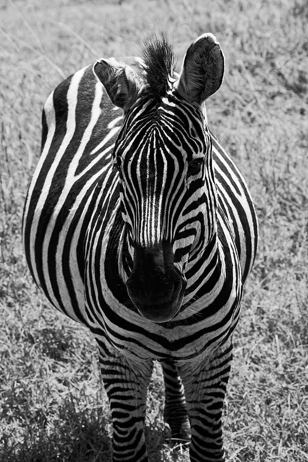 Zebra Close-up Photograph by Sally Weigand