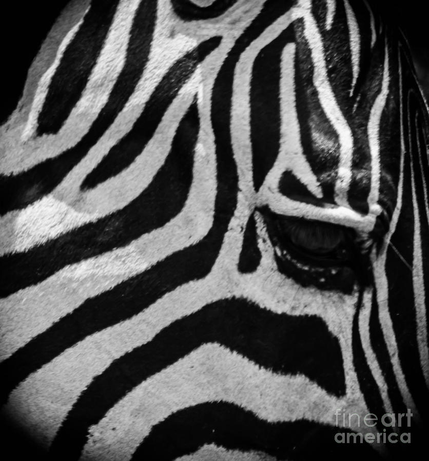 Zebra Closeup 2 Photograph by George Kenhan
