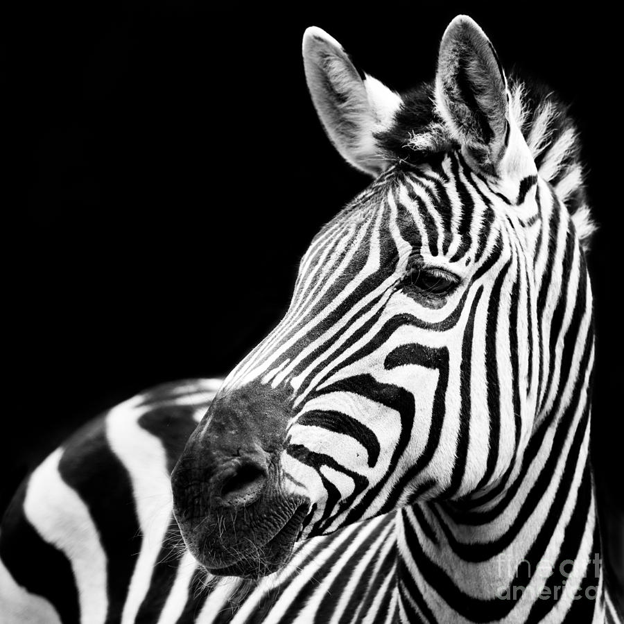 Zebra Closeup Photograph by Abeselom Zerit - Fine Art America