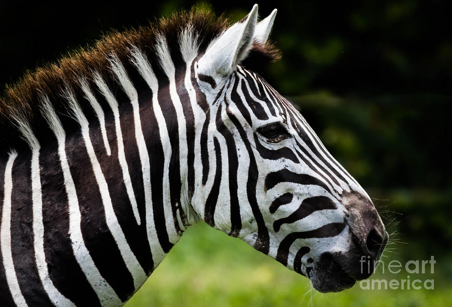 Zebra Closeup Photograph by George Kenhan