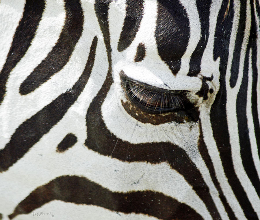 Zebra Closeup Photograph by Ken Figurski