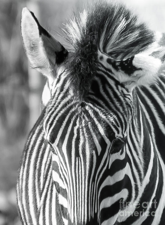 Zebra Photograph by Colin Rayner