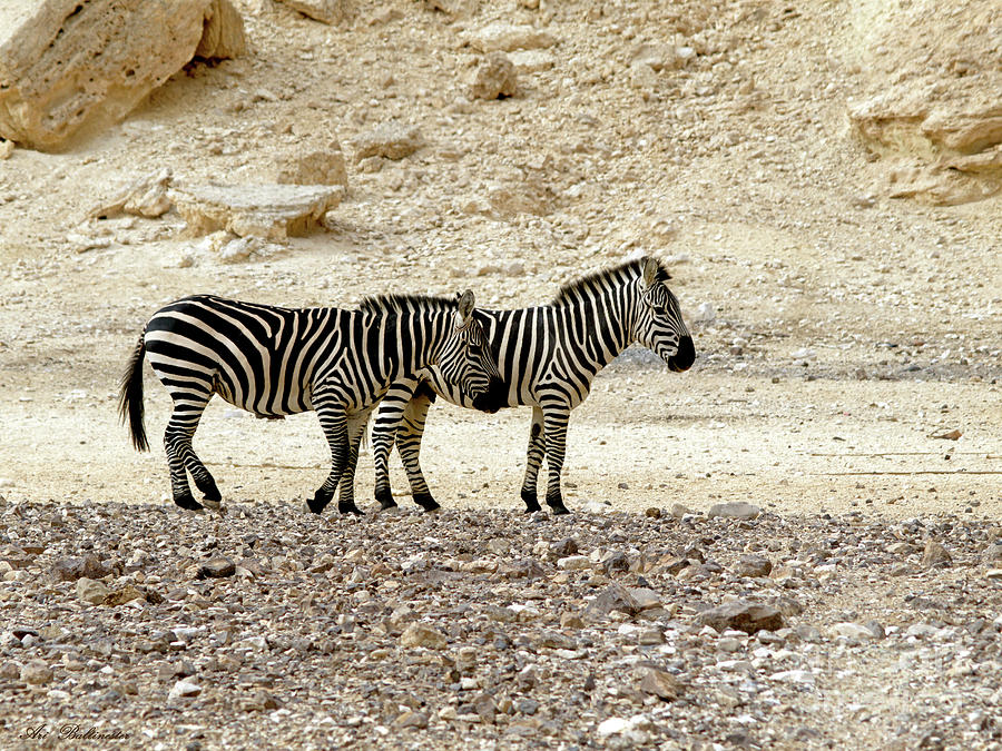Zebra copy paste Photograph by Arik Baltinester
