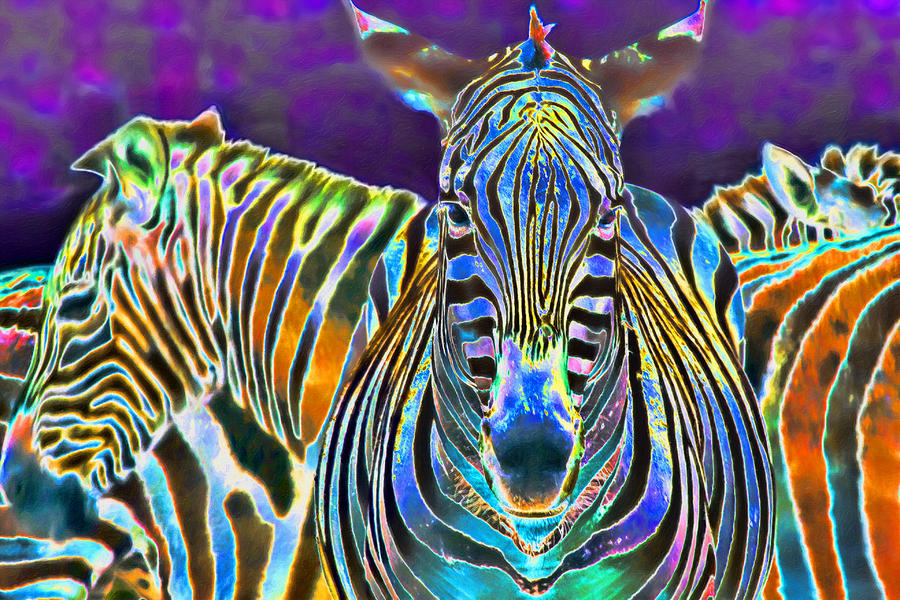 Zebra Photograph - Zebra Crossing by Nadia Sanowar
