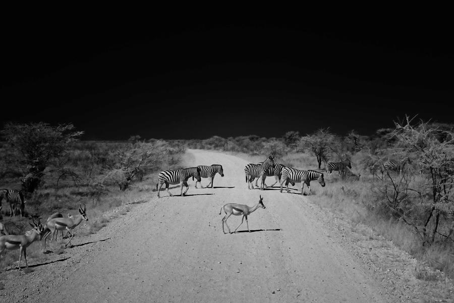Namibia Photograph - Zebra Crossing by Sander Hunter Namibia Photograph - Zebra Crossing by Sander Hunter