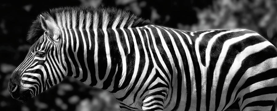 Zebra Photograph by Wes and Dotty Weber