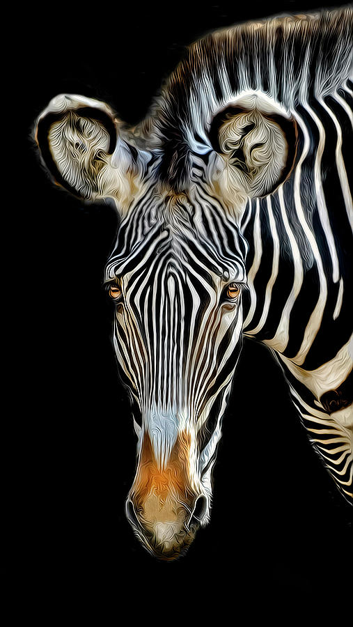 Zebra Photograph by Dave Mills