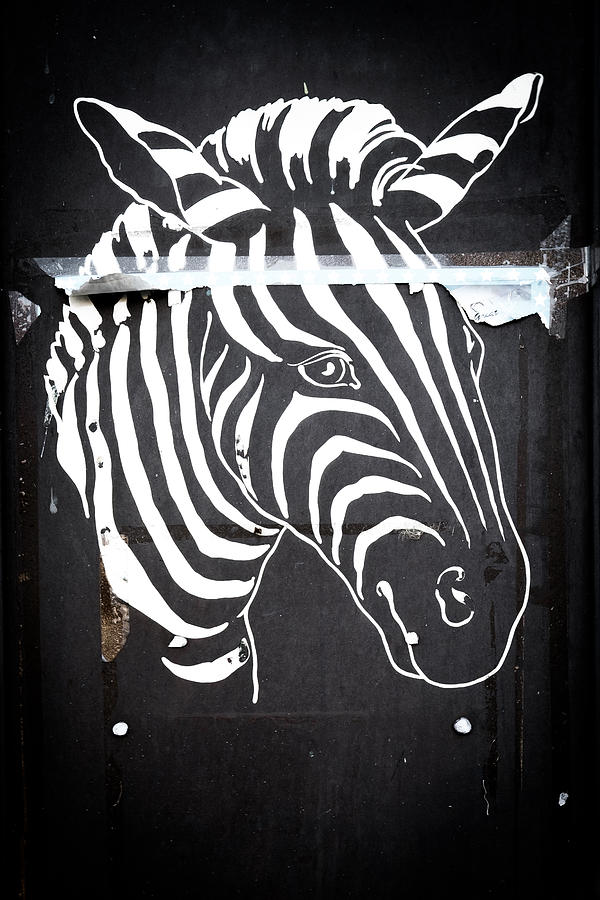Zebra Photograph by David Ridley