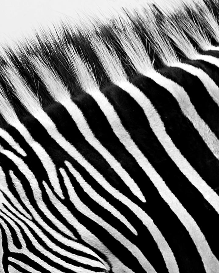 Zebra Design Photograph by Marion McCristall
