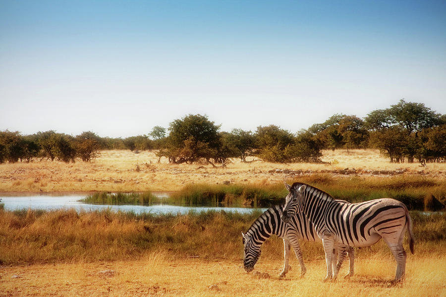 Zebra dreams Photograph by Sylvia J Zarco