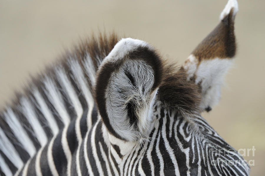 Zebra Photograph - Zebra Ears by David & Micha Sheldon