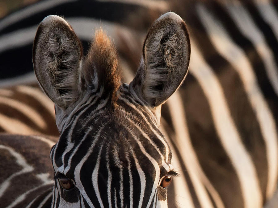 Zebra Ears Photograph by Heather Allen - Fine Art America