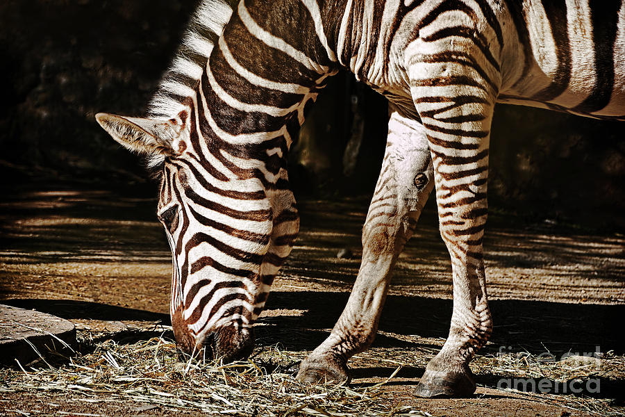 Zebra Eating by Kaye Menner Photograph by Kaye Menner