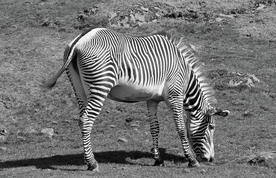 Zebra Photograph by Ed James