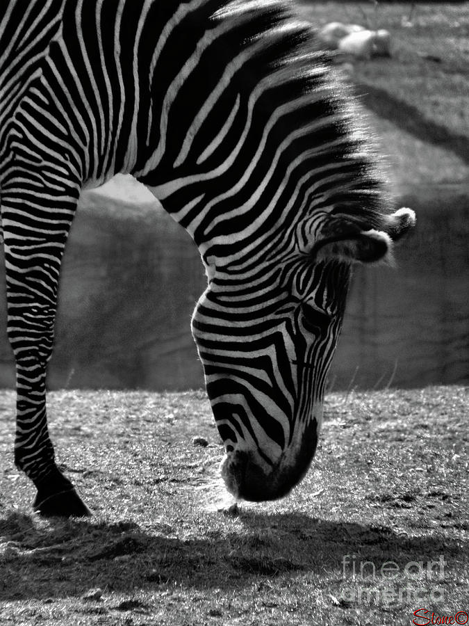 Zebra  Photograph by September Stone