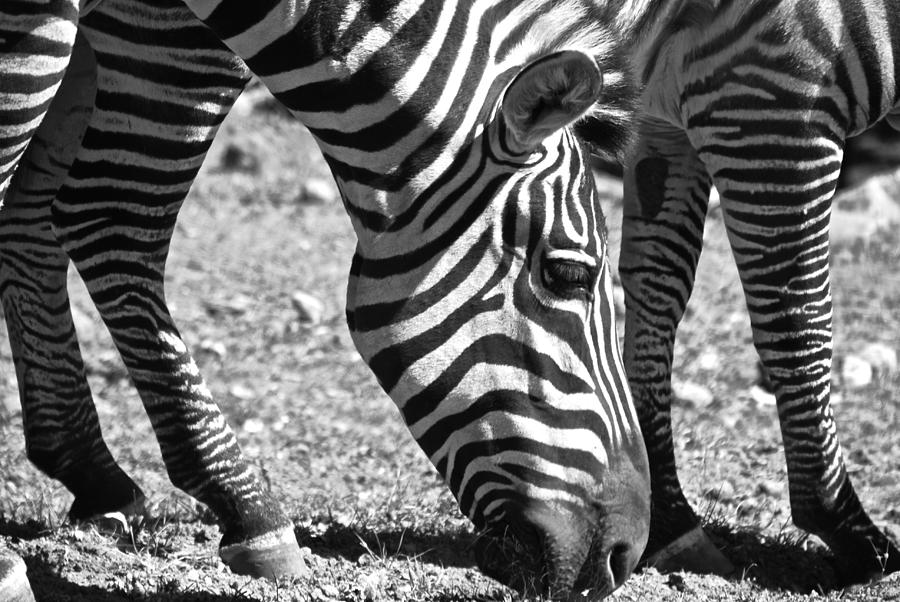 Zebra Photograph by Eric Tressler