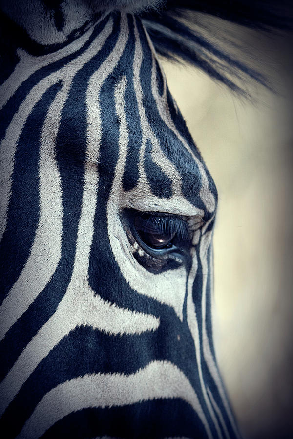 Abstract Photograph - Zebra Face by Jan Van der Westhuizen
