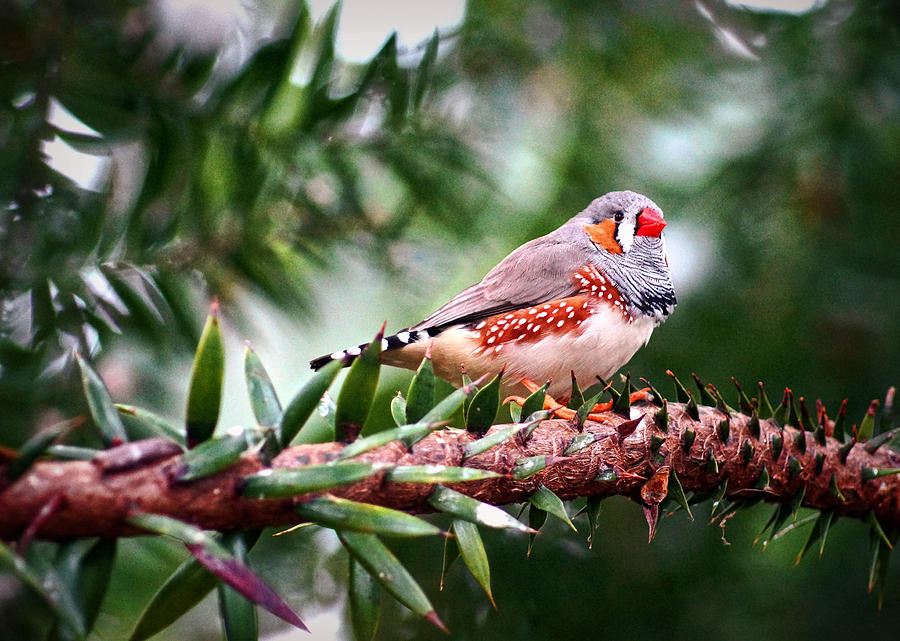 Zebra Finch Photograph by Cameron Wood