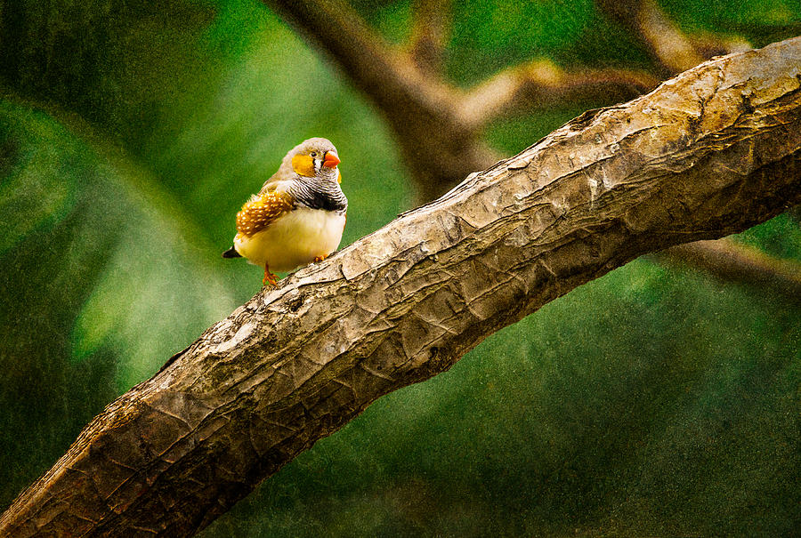 Zebra Finch male Photograph by Peter V Quenter