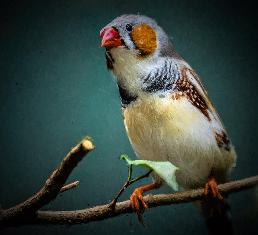 Zebra Finch - Songbird Photograph by Black Brook Photography - Fine Art