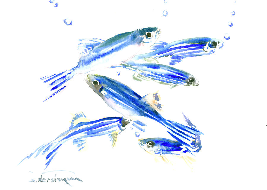 Zebra Fish, Danio Painting by Suren Nersisyan
