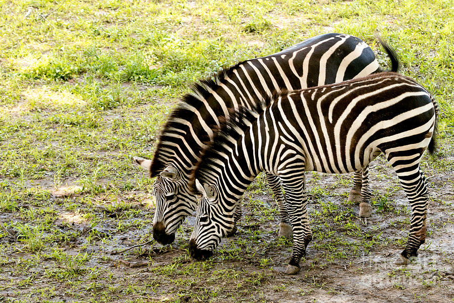 Zebra Friends Photograph by Terri Morris - Fine Art America