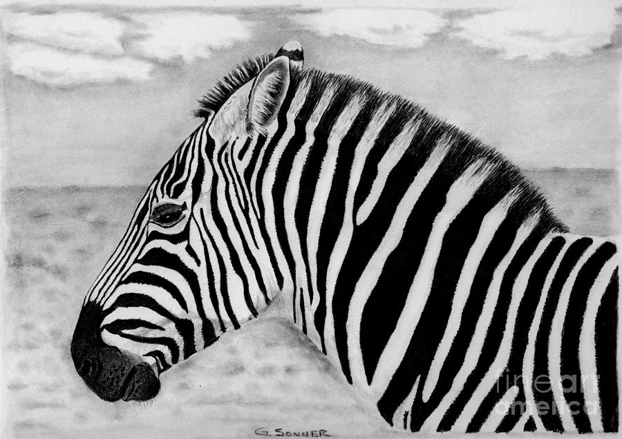 Zebra Drawing by George Sonner - Fine Art America