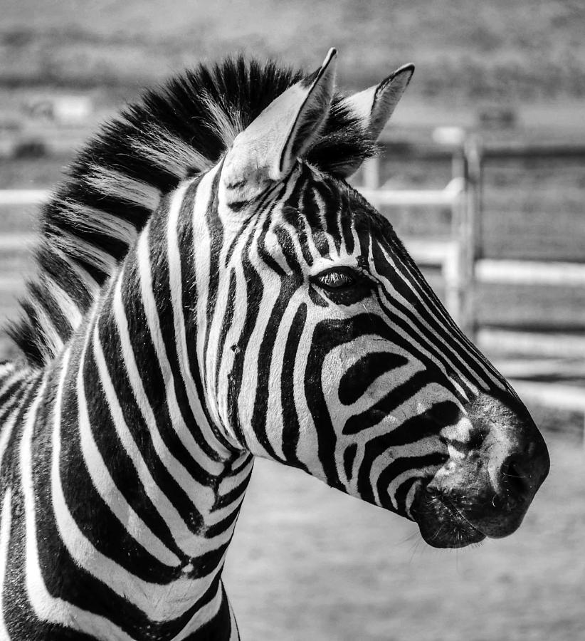 Zebra Photograph by Geraldine Alexander