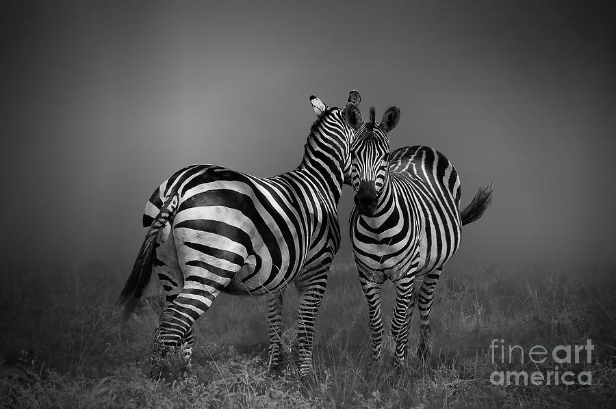 Animal Photograph - Zebra Gossip by Charuhas Images