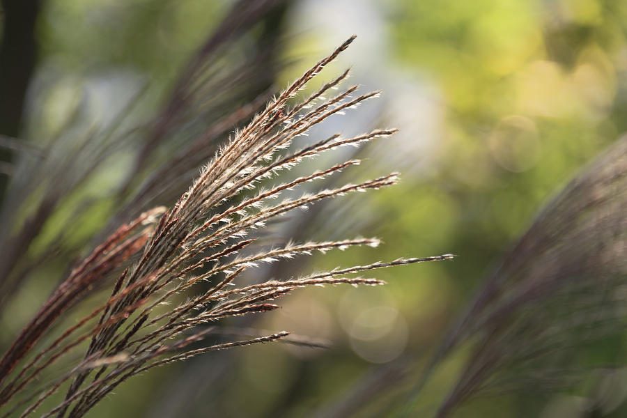 Zebra Grass Photograph by Monika Tymanowska - Fine Art America