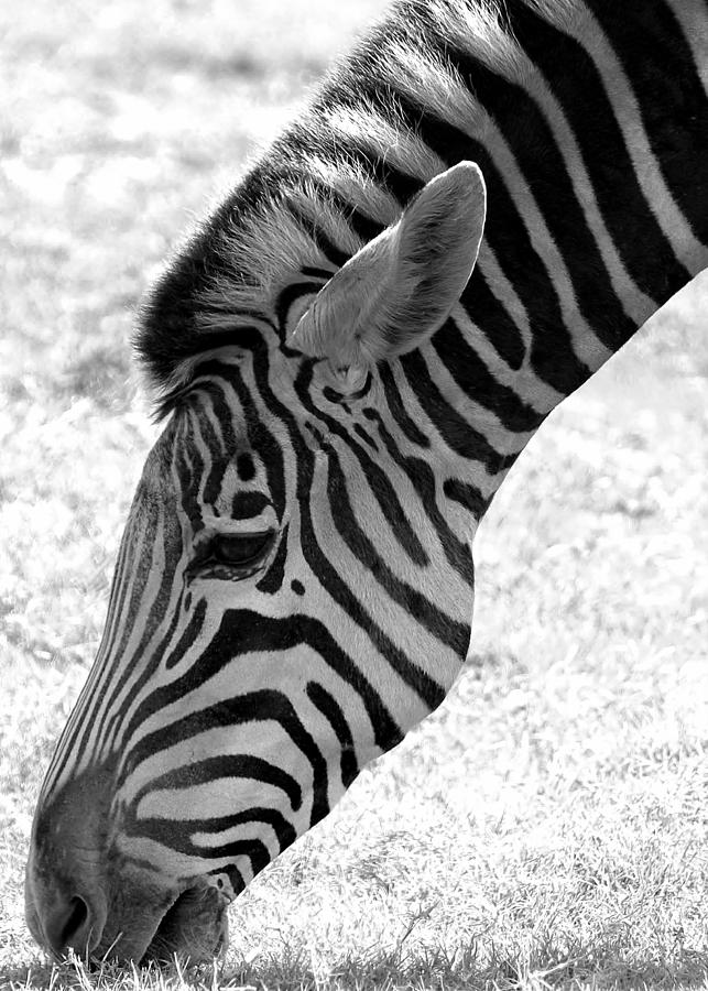 Zebra Grazing Photograph by Sabrina L Ryan