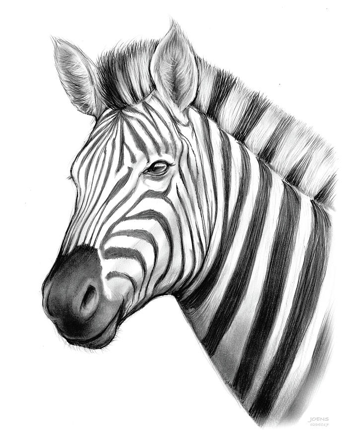 Zebra Drawing by Greg Joens