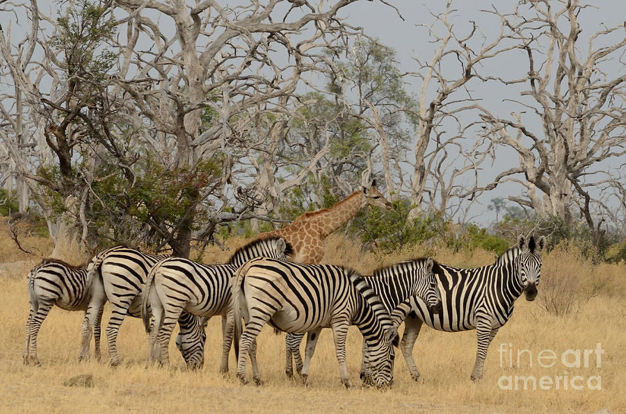 Zebra Group With Giraffe, Botswana Photograph by Tom Wurl