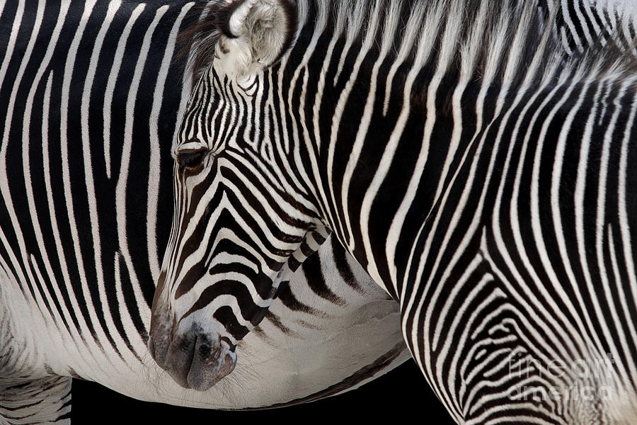 Abstract Photograph - Zebra Head by Carlos Caetano