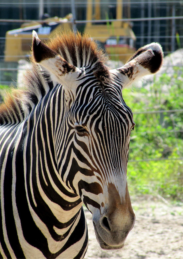 Zebra Head   Photograph by Christopher Mercer