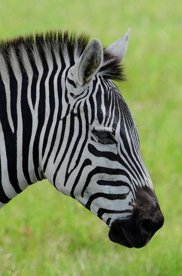 Zebra Head Profile on Savannnah Photograph by Artful Imagery