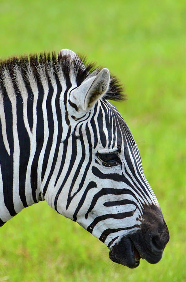 Zebra Head Smiling with Mouth Open Photograph by Artful Imagery