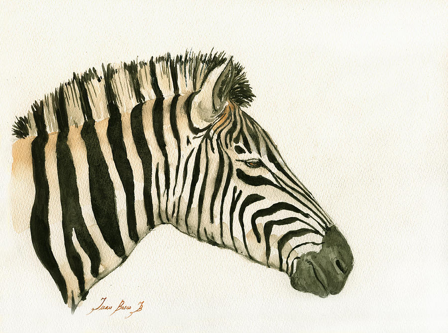 Zebra Painting - Zebra head study painting by Juan  Bosco