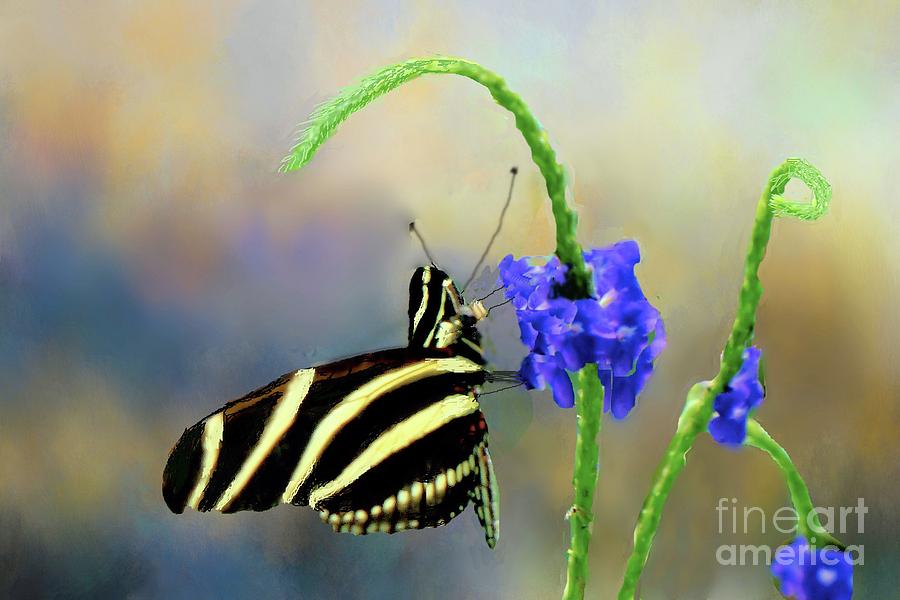 Zebra Heliconius Butterfly  Photograph by Janette Boyd