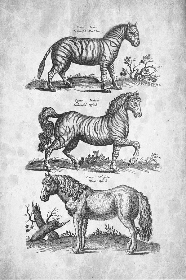 Zebra Digital Art - Zebra Historiae Naturalis 1657 by Aged Pixel