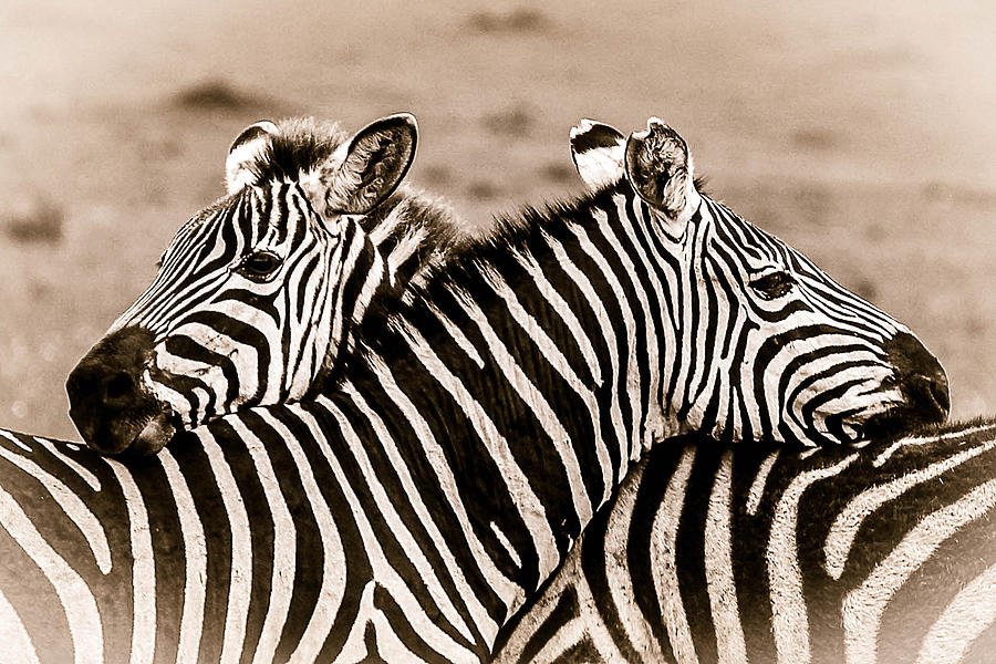 zebra-hug-bryan-moore.jpg