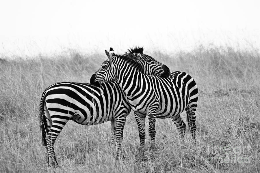 Animal Photograph - Zebra Hug by Jayant Kerai