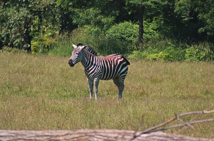 Zebra III Photograph by Michiale Schneider
