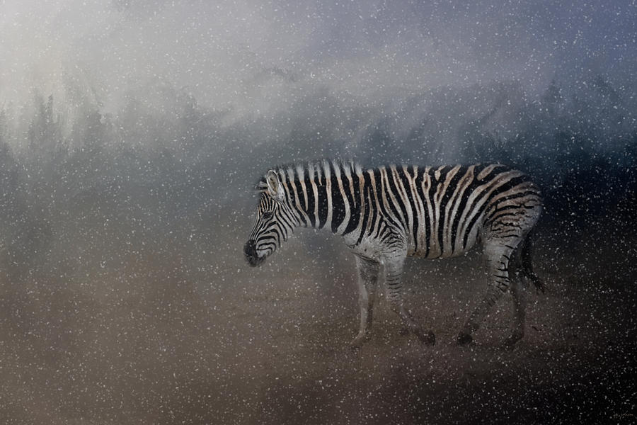 Zebra In A Snow Storm Photograph by Jai Johnson